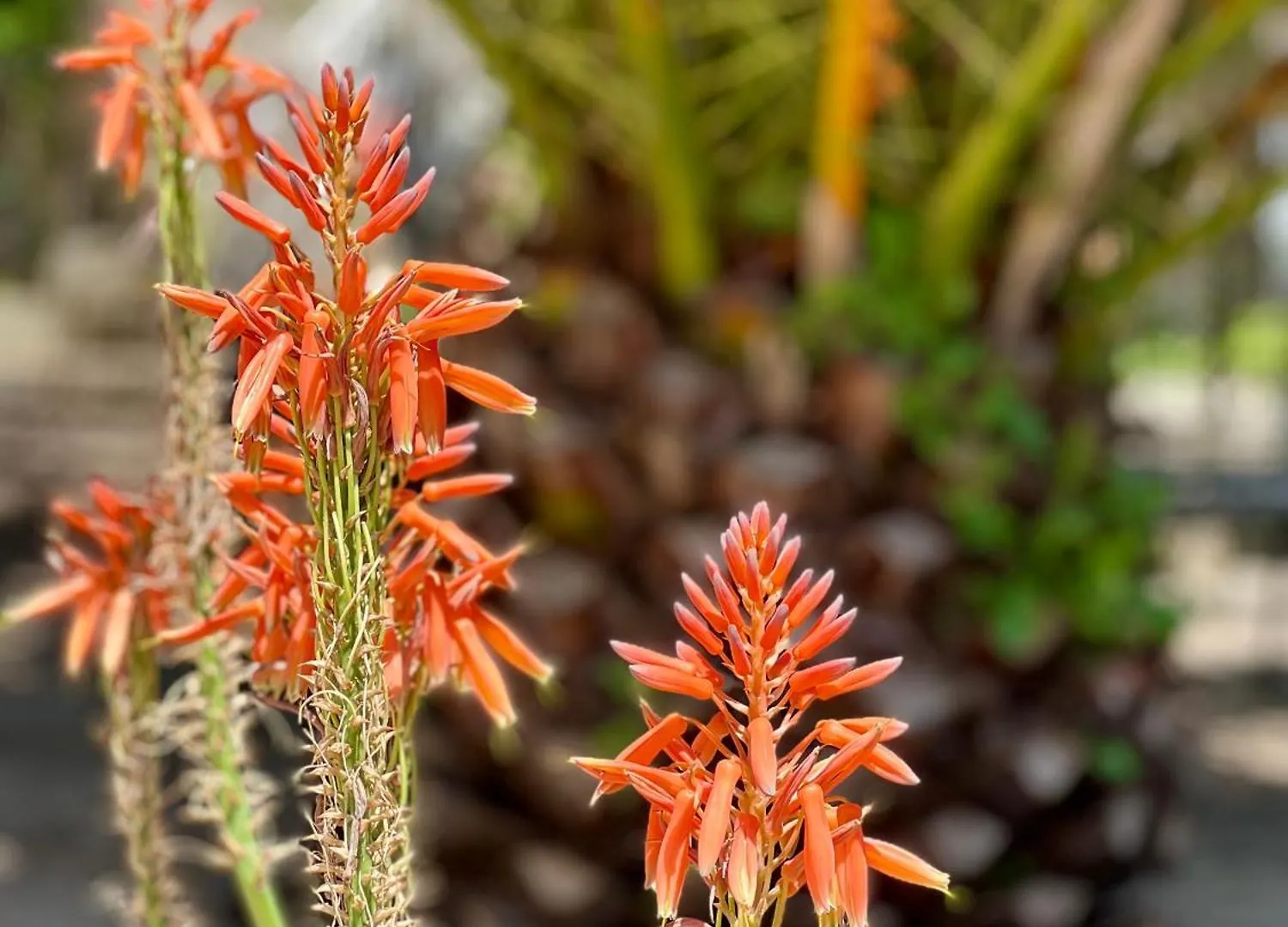 Hotel Garden Inn Veli Losinj